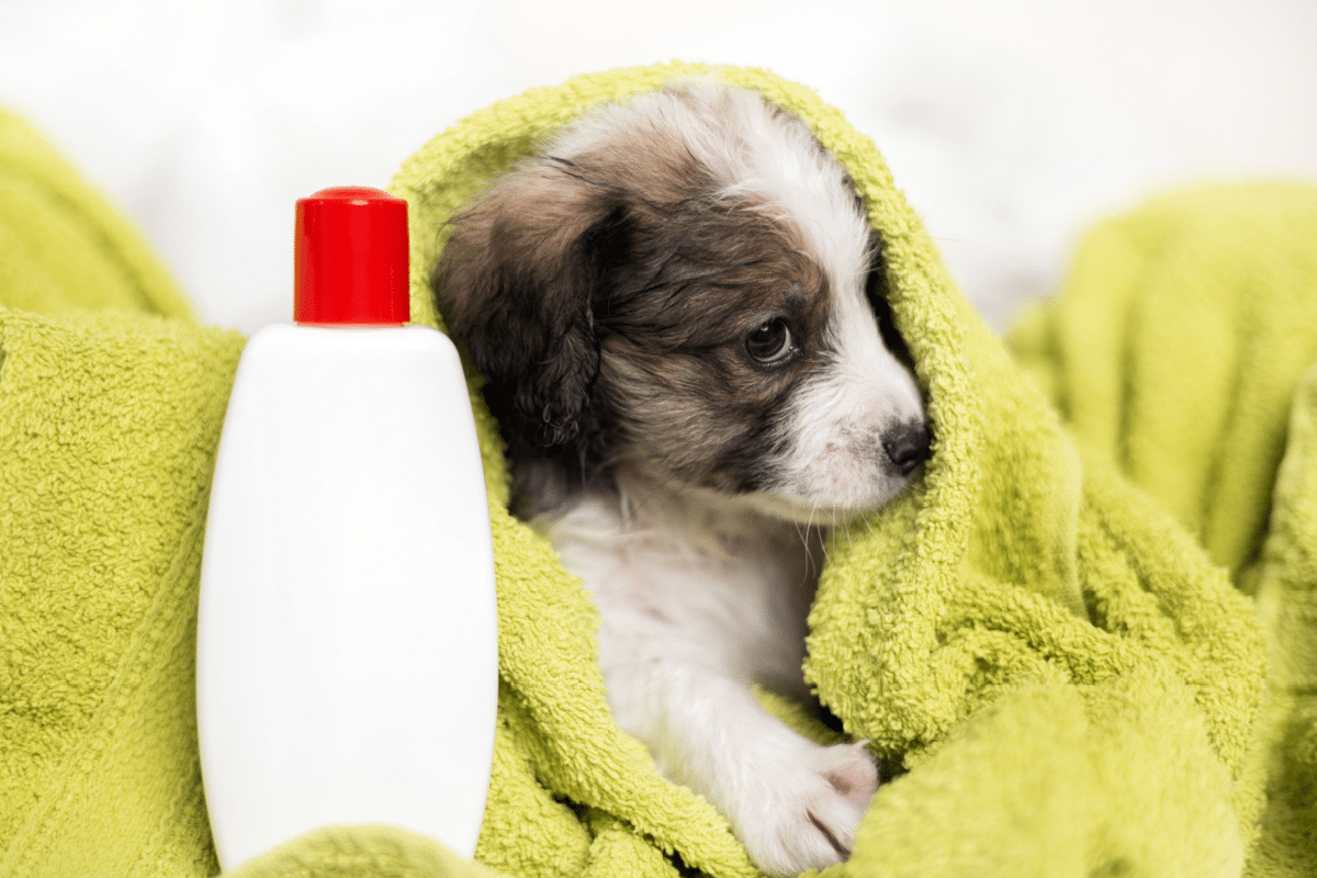 9 cuidados importantes ao levar o cachorro para tosar 