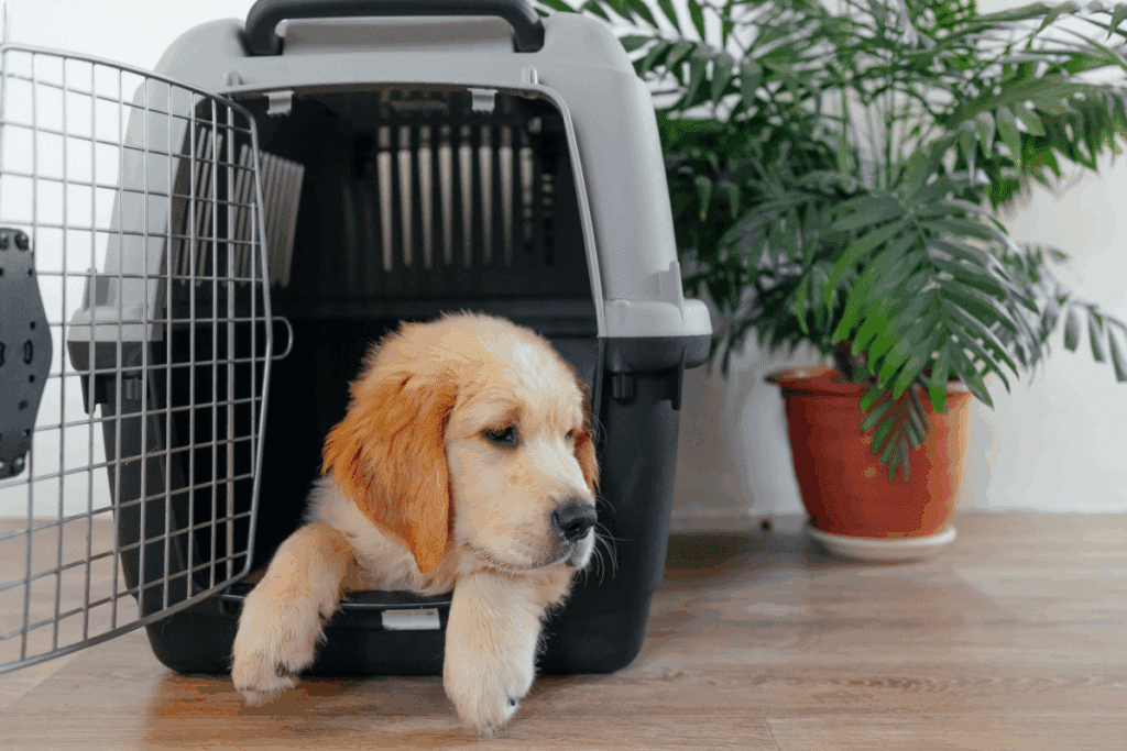 Férias com pets: 6 dicas para preparar o seu cão para viajar com segurança 