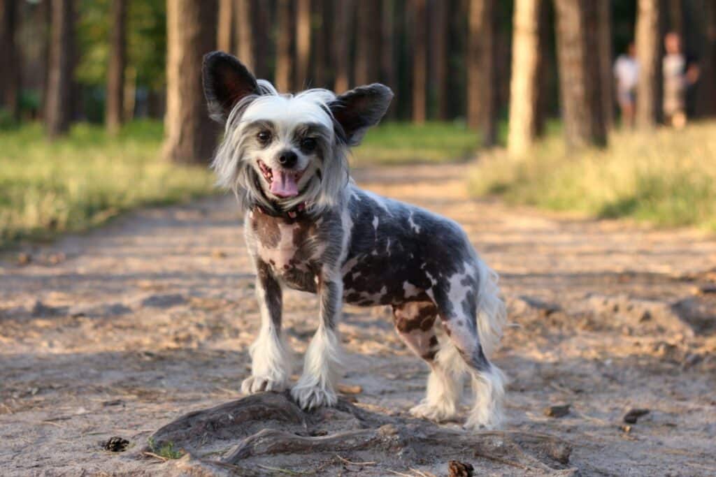Cachorro com parte do corpo com pelos brancos e o resto do corpo branco e preto