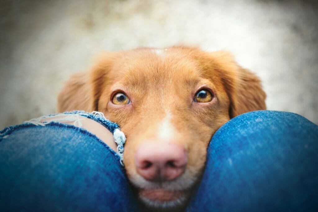 8 dicas para saber se o seu cachorro está saudável 