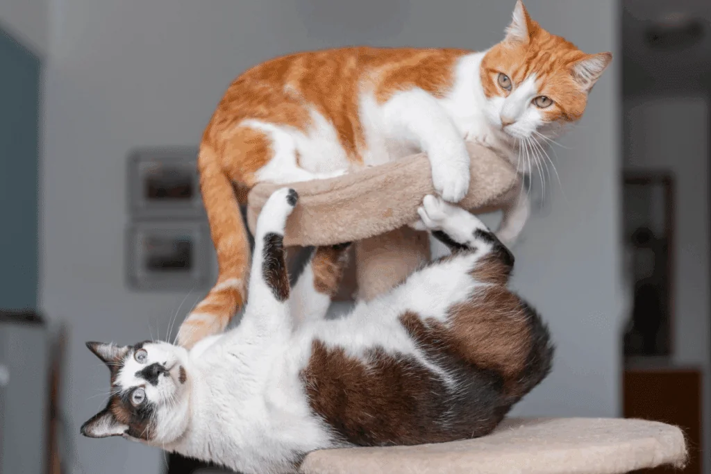 Nomes combinando: 10 opções interessantes para dois gatos