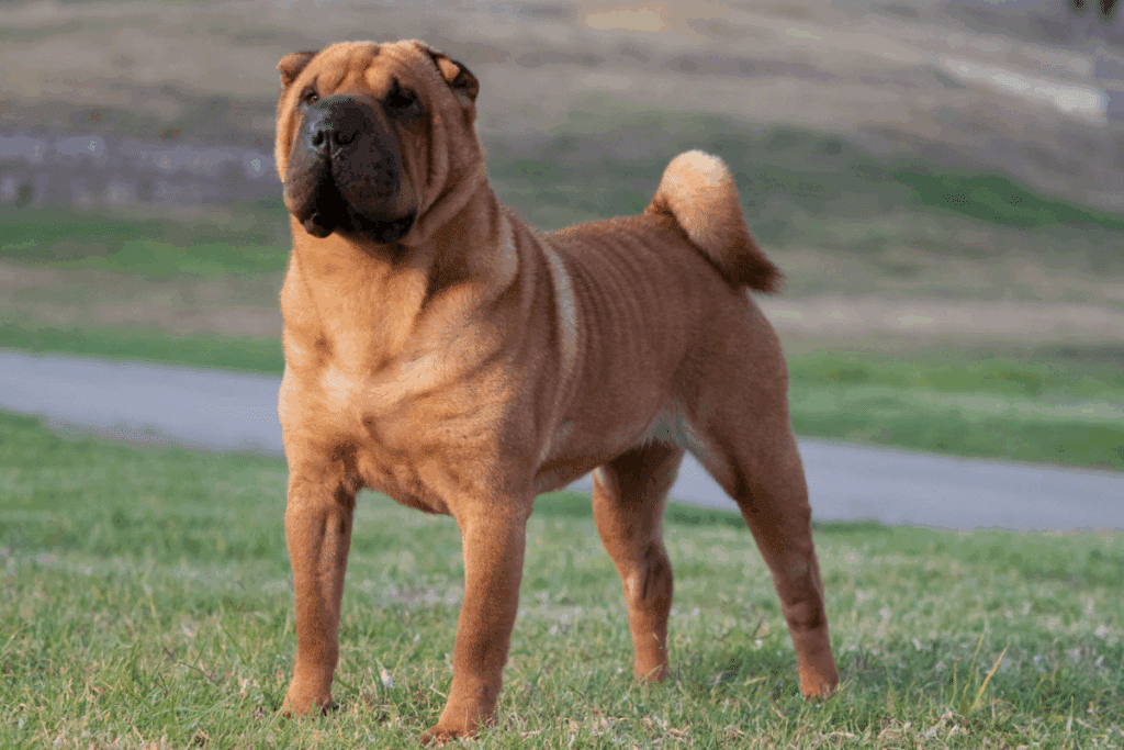 Cachorro com pelagem marrom e dobrinhas pelo corpo e fuço preto de pé em gramado no parque
