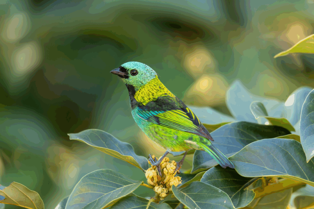 Aves brasileiras: 7 espécies mais bonitas do país