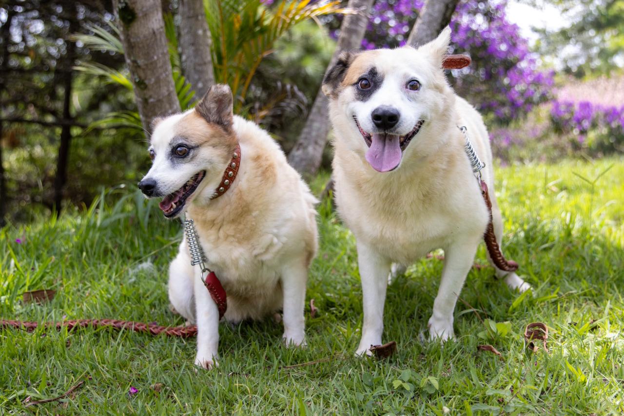 Itaquaquecetuba realiza pré-cadastro para castração gratuita de cães e gatos no Jardim Caiuby