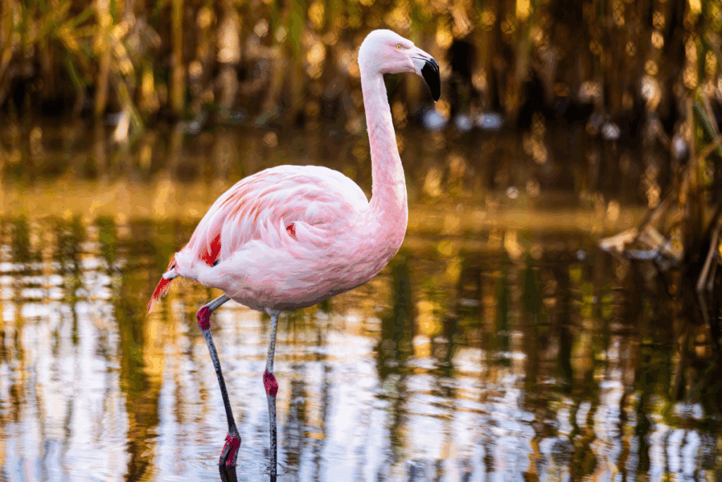 Flamingos nascem rosa? Descubra 7 fatos curiosos sobre essas aves 