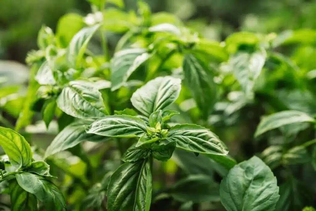 5 plantas aromáticas para cultivar em casa e aproveitar os seus benefícios para a saúde