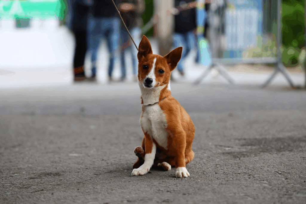 Cachorro com pelagem marrom e branca sentado ao ar livre