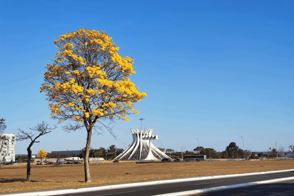 Ipê de flores amarelas em destaque à beira de uma avenida, com a Catedral de Brasília ao fundo sob céu azul.