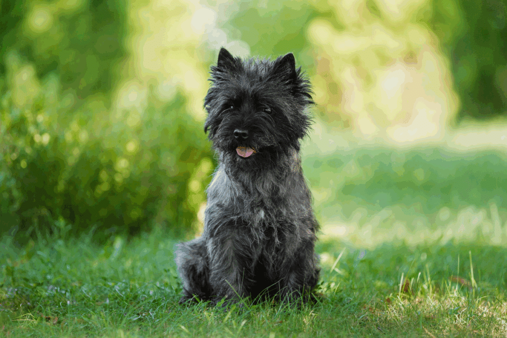 Um cachorro pequeno de pelagem preta e áspera está sentado na grama, olhando para a câmera, com as orelhas levantadas