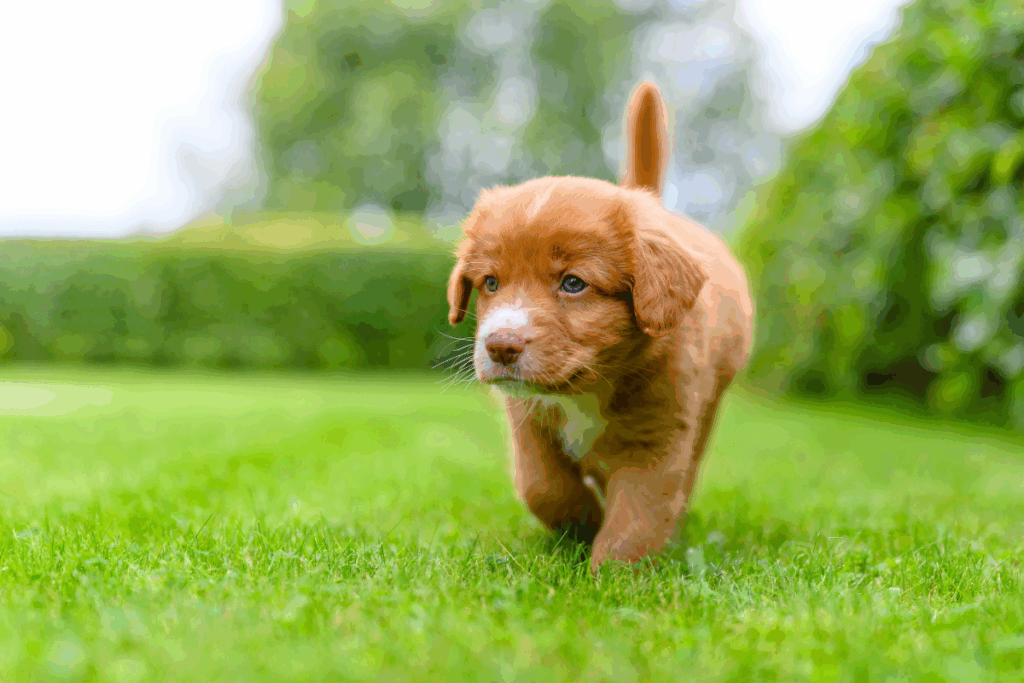 Vai escolher o nome do cachorro? Veja opções bíblicas e seus significados 