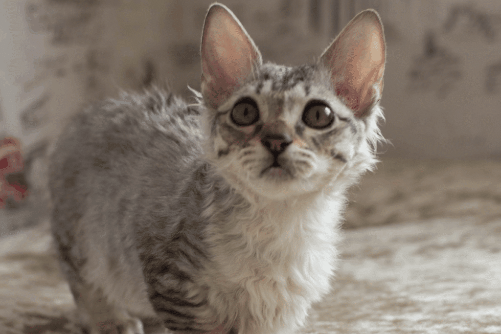Filhote de gato lambkin, de pernas curtas, com pelo cinza tigrado e ondulado e peito branco, em pé sobre um tecido bege aveludado. Ele tem orelhas grandes e pontudas, de interior rosado, e olha para cima com olhos esverdeados arregalados. O fundo claro está desfocado.