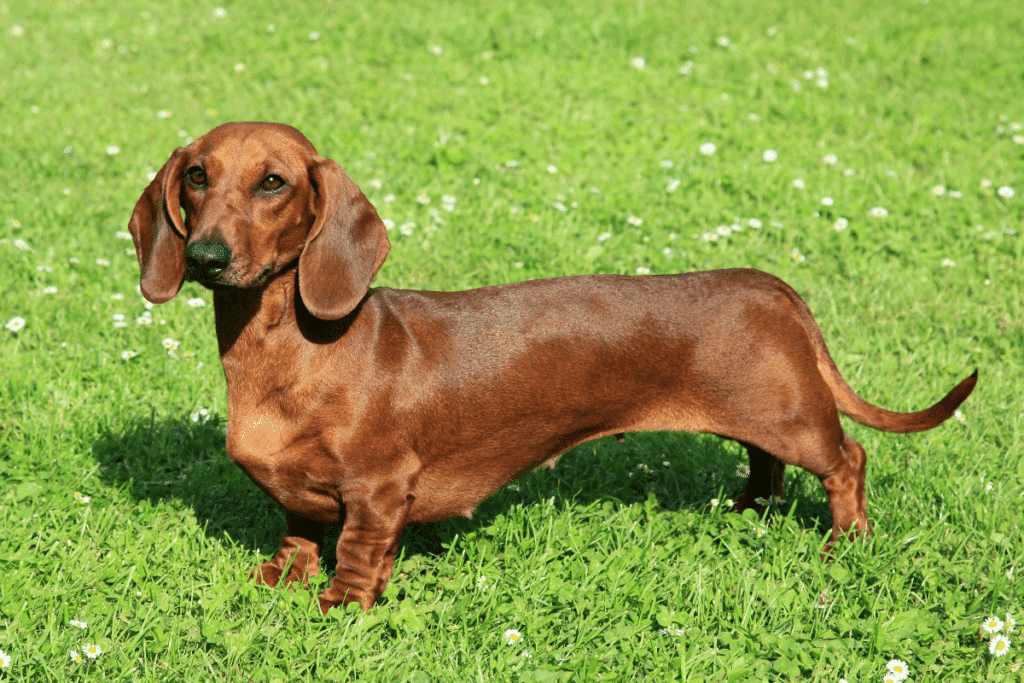 Cachorros rebaixados: 6 raças que se destacam pelas pernas curtas