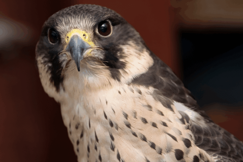 Animal mais rápido do mundo: conheça o falcão-peregrino, ave que atinge velocidades impressionantes
