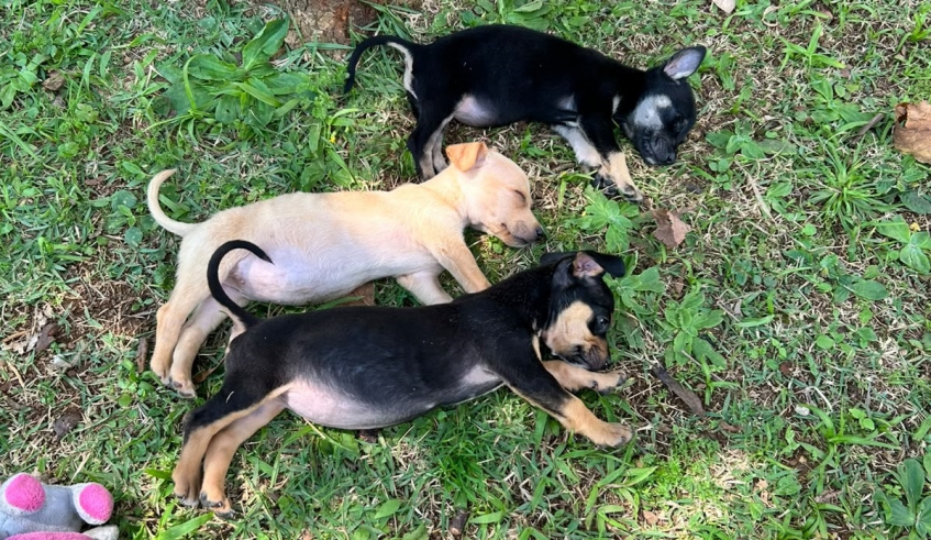Mogi recebe feira de adoção de cães e gatos no Mercado do Produtor neste domingo