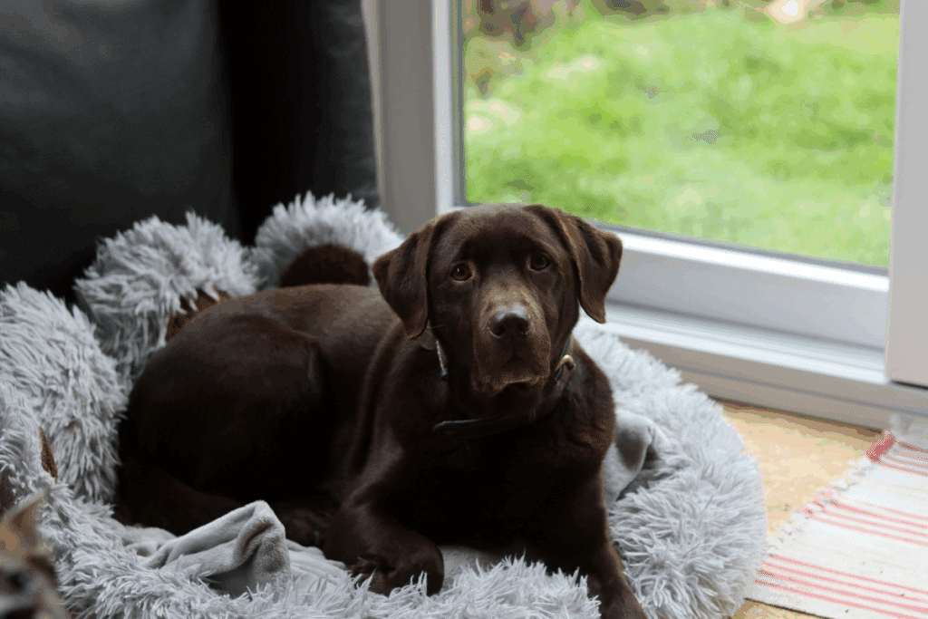 Cão da raça Labrador Retriever de pelagem marrom-chocolate deitado em uma cama felpuda cinza perto de uma porta de vidro.