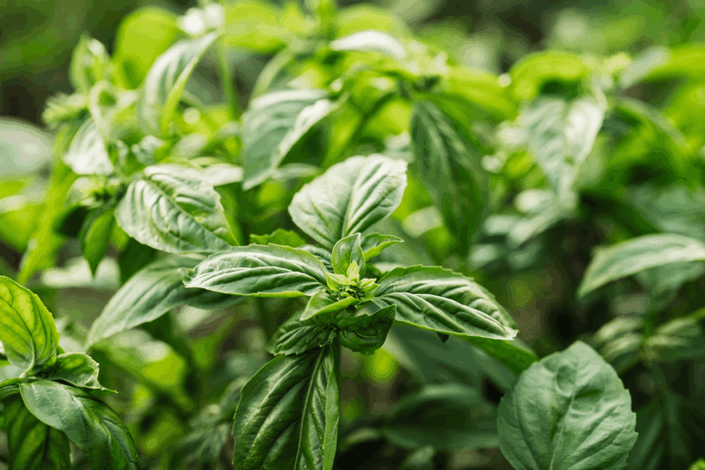 Fotografia em plano fechado destacando o topo de um pé de manjericão, com foco nas folhas verdes vivas e pequenas brotações no centro