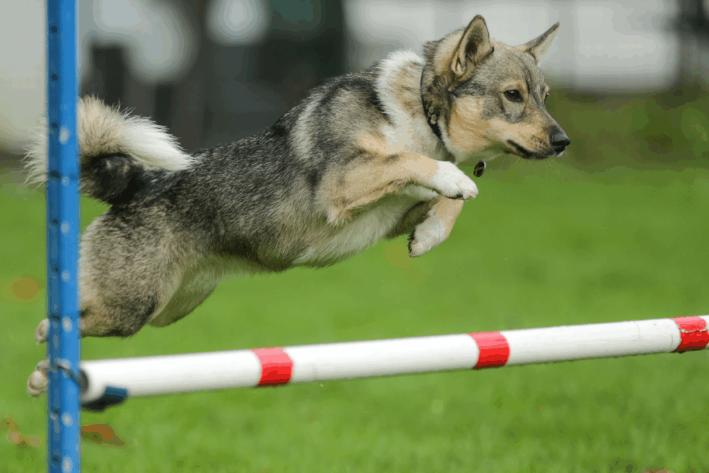 Spitz dos visigodos: conheça essa raça de cachorro viking de lendas antigas
