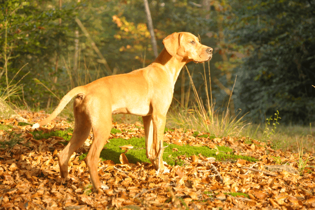 Imagem de um cachorro da raça vizsla em uma floresta
